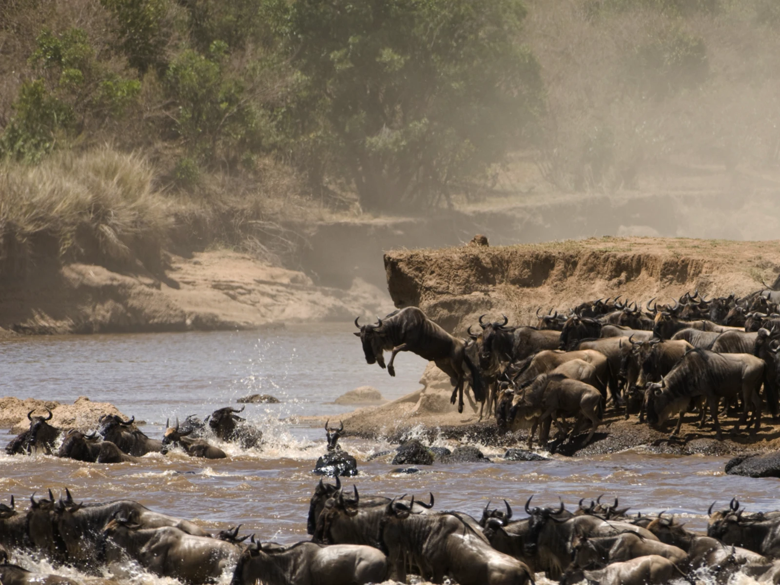 Réserve Nationale du Masai Mara