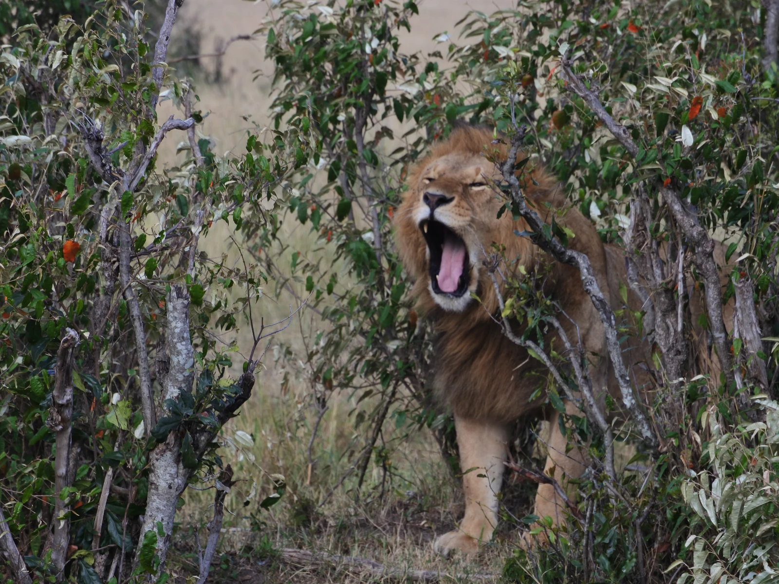 Parc National de Nairobi