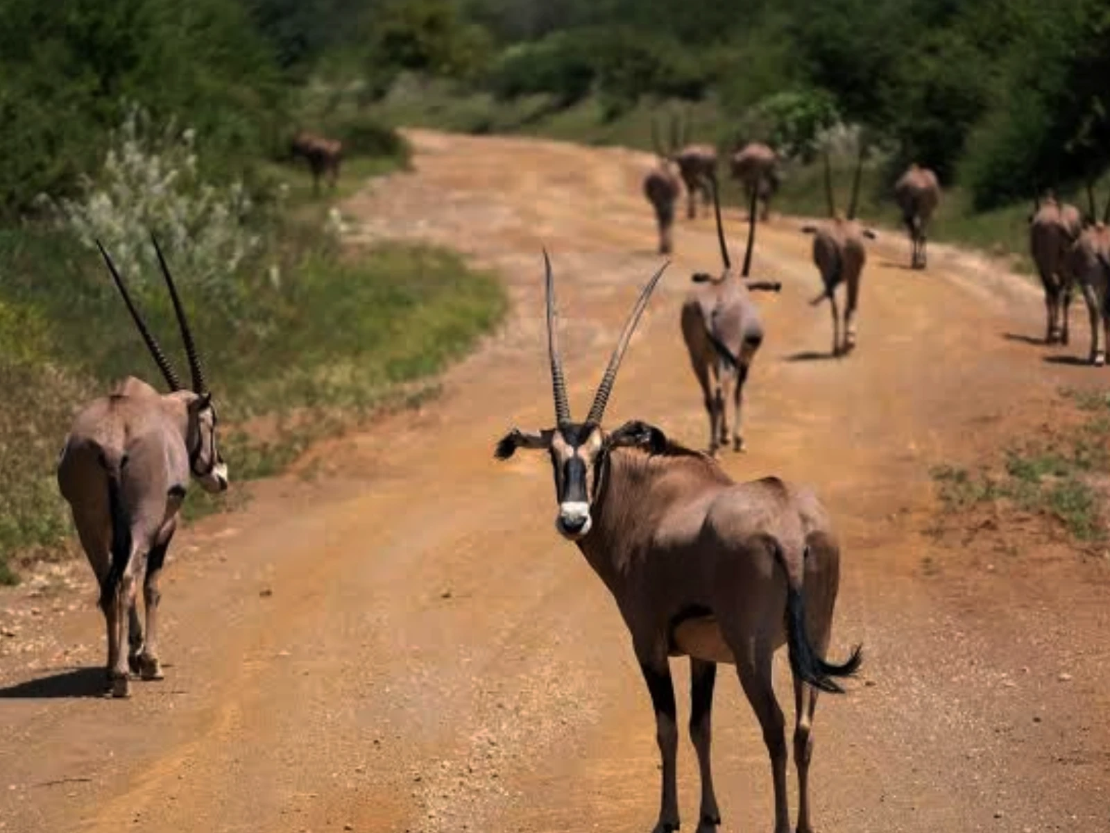 Parc National de Tsavo Ouest