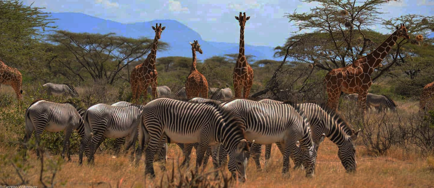 Réserve Nationale de Samburu