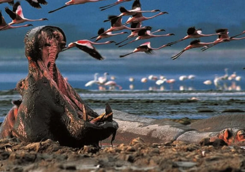 Parc National du Lac Nakuru