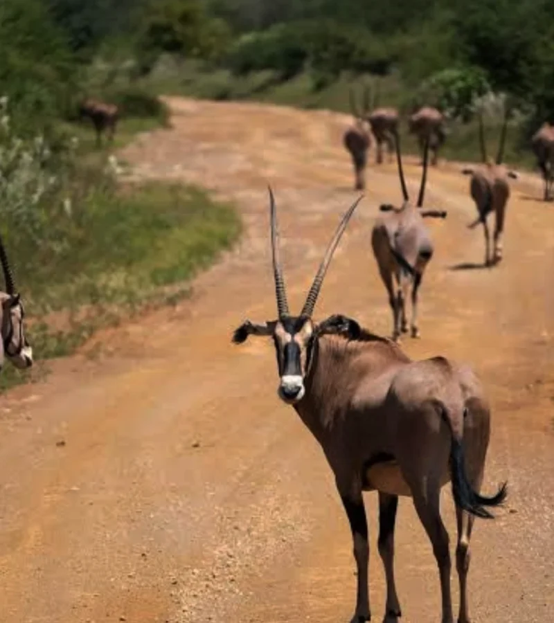 Parc national de - Tsavo Ouest