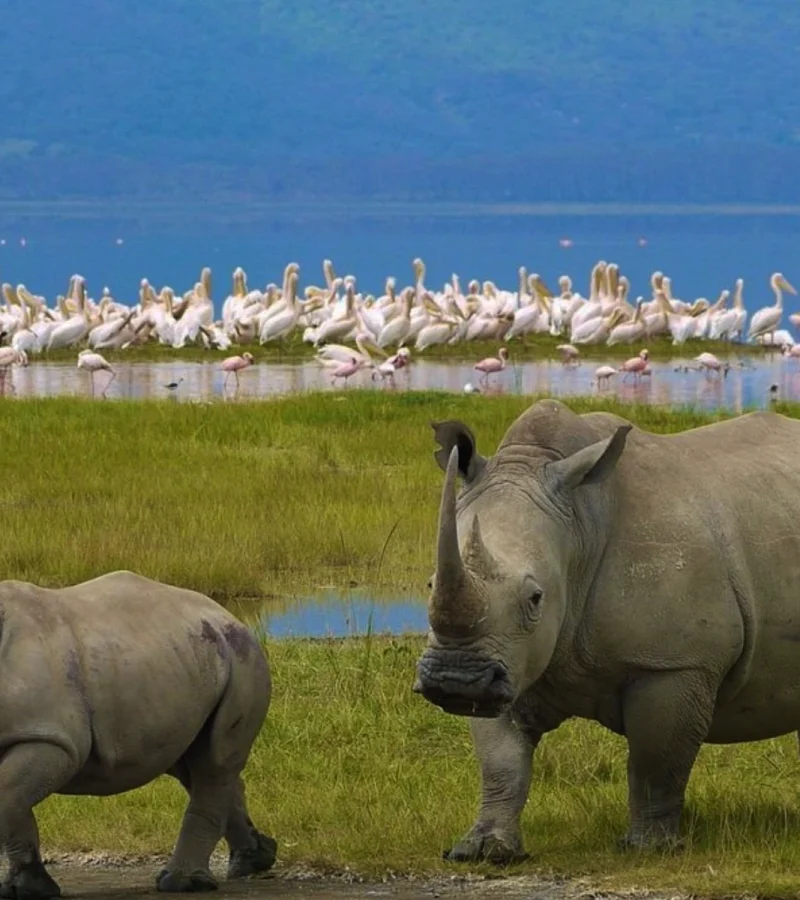 du lac Nakuru.
